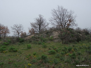 conco di Liricio-24-03-2013 11-17-08